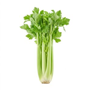 Celery Head