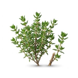 CaliKale Thyme Washed and Checked RCC Kosher 5oz
