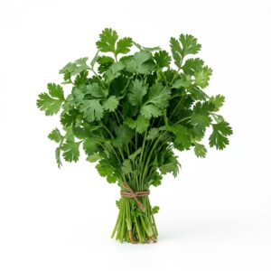 Cilantro Bunch 1ct
