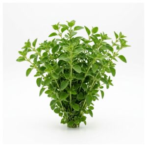 Oregano Bunch